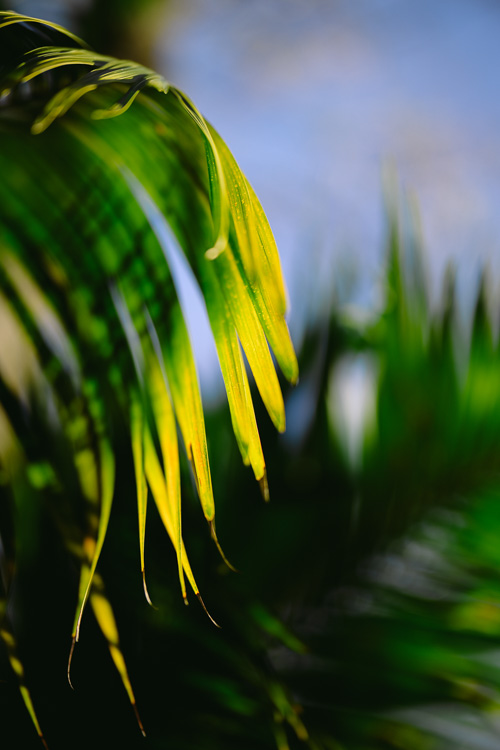 Jardim da Fundação Calouste Gulbenkian. Lisbon, PT.